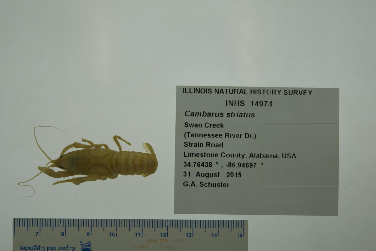 Cambarus (Depressicambarus) image